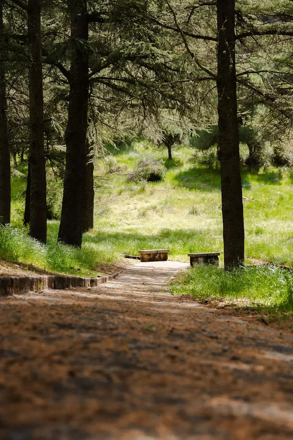 Bosque de la sierra de Guadarrama junto a la comunidad terapéutica de Recovery CT
