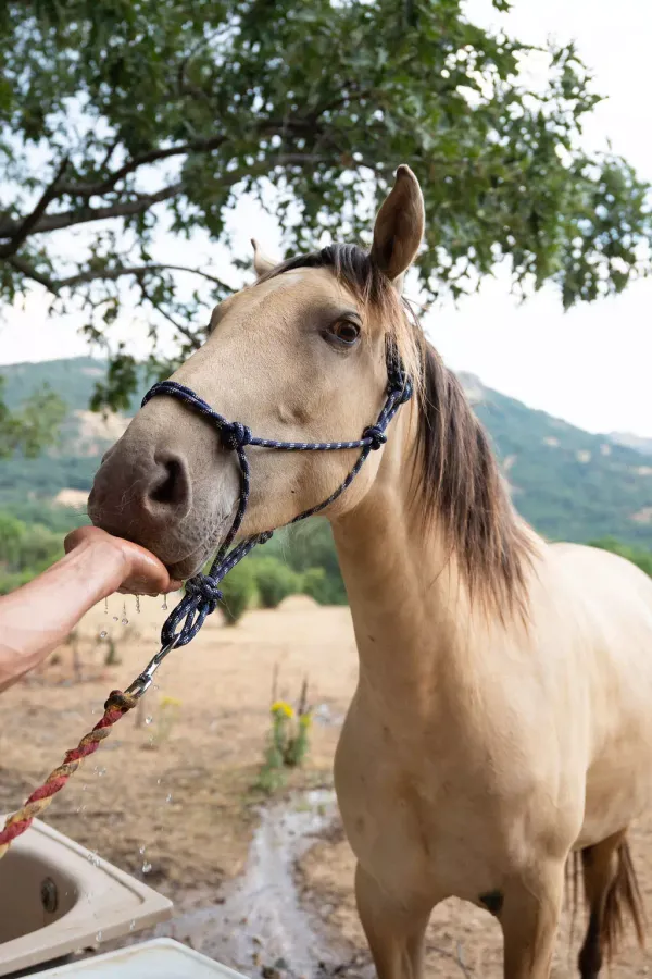 Caballo en el entorno de la comunidad terapéutica