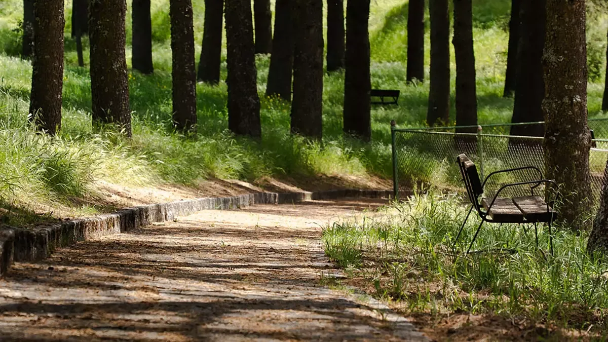 Camino entre pinos en la sierra de Madrid, entorno de la comunidad terapéutica de Recovery CT